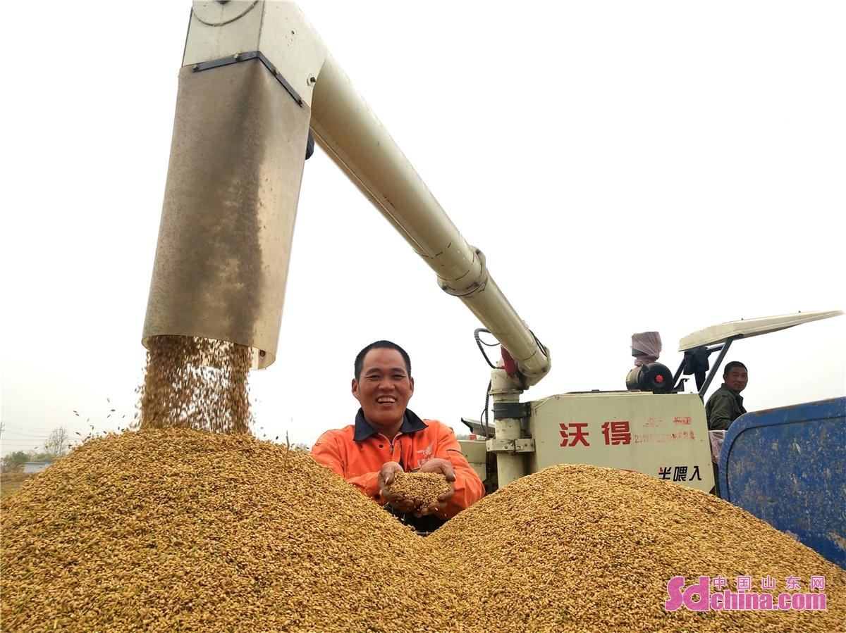 山东郯城农民稻谷颗粒归仓喜洋洋