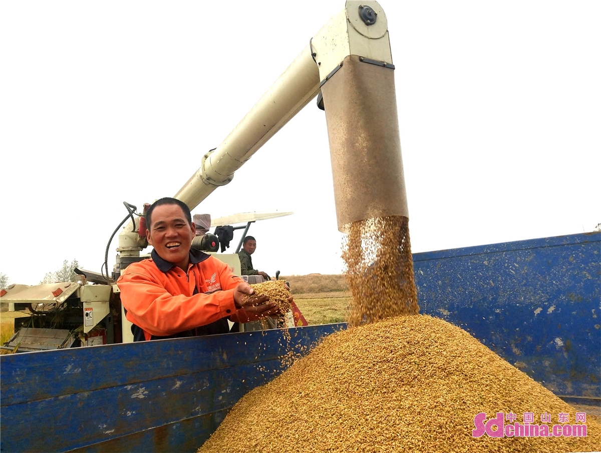 山东郯城农民稻谷颗粒归仓喜洋洋