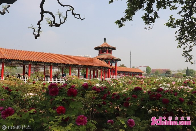 花如潮人如海菏泽曹州百花园迎来最佳赏花期