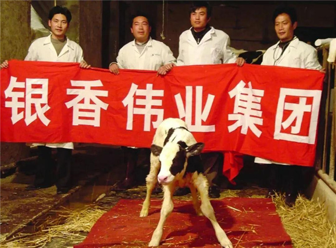 曹县牛在哪里牛在这里