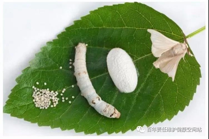 山东蚕茧