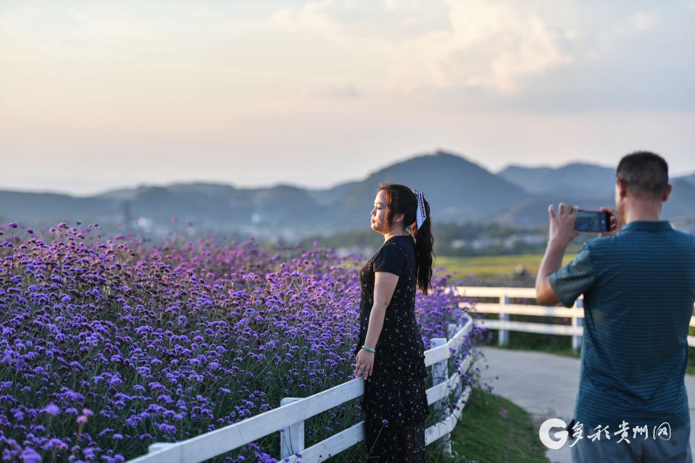 花溪高坡邂逅浪漫紫色花海