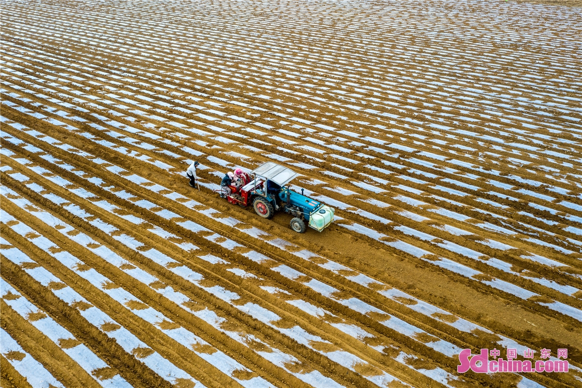 拖拉机穿梭往来忙着耕地和播种马铃薯,春耕春播曲格外悠扬