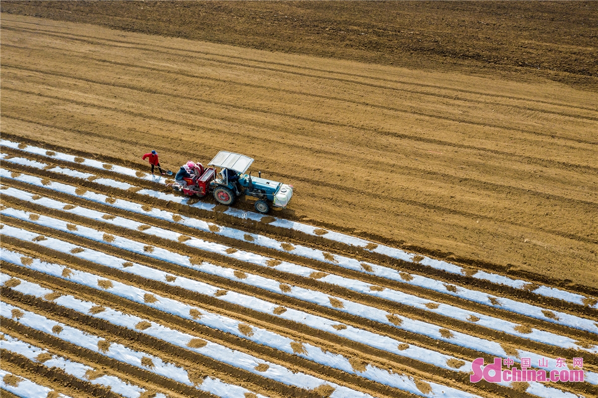 拖拉机穿梭往来忙着耕地和播种马铃薯,春耕春播曲格外悠扬