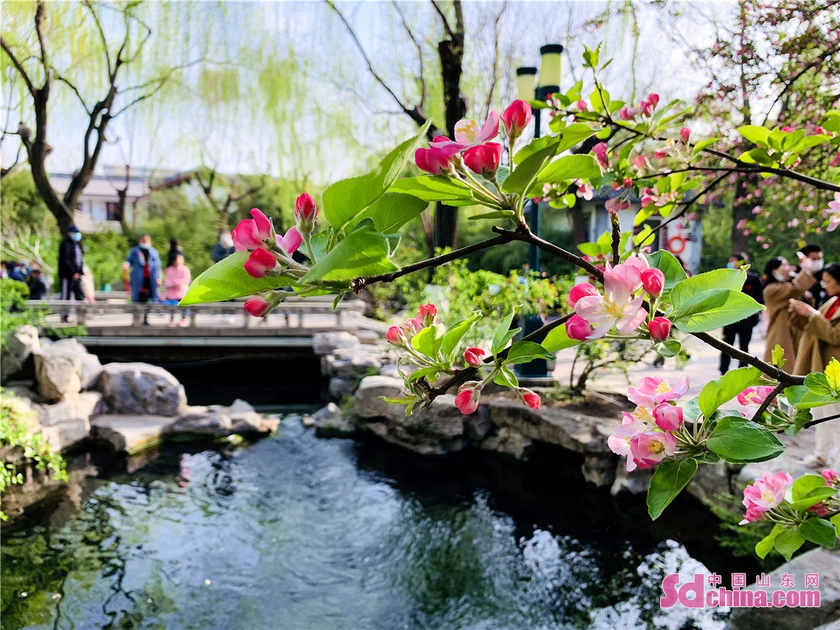 五龙潭公园樱花图片
