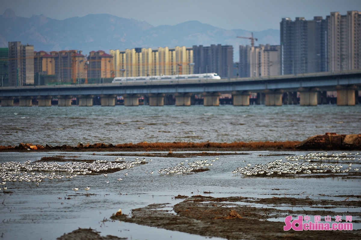  br/>  在青岛市城阳区红岛前阳滩上,成群反嘴鹬在高铁跨海桥附近栖息