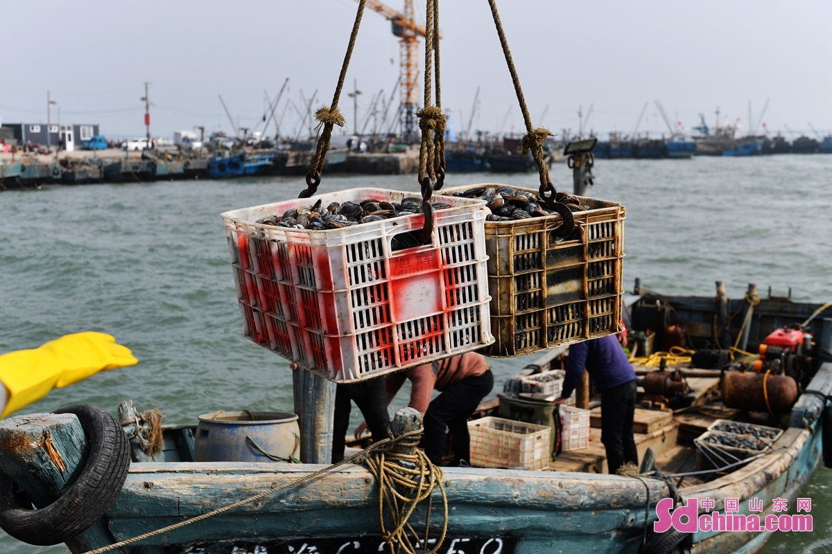  br/> 在青島市城陽區紅島漁港碼頭,漁民將收穫的砂海螂吊裝上岸.