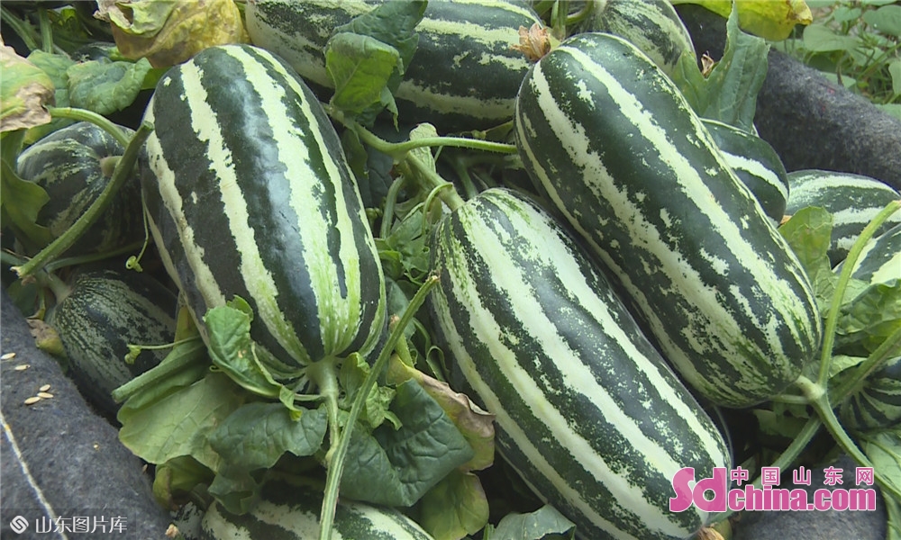 菏泽成武:大棚甜瓜"甜蜜"上市 线上线下销售忙_图说_中国山东网