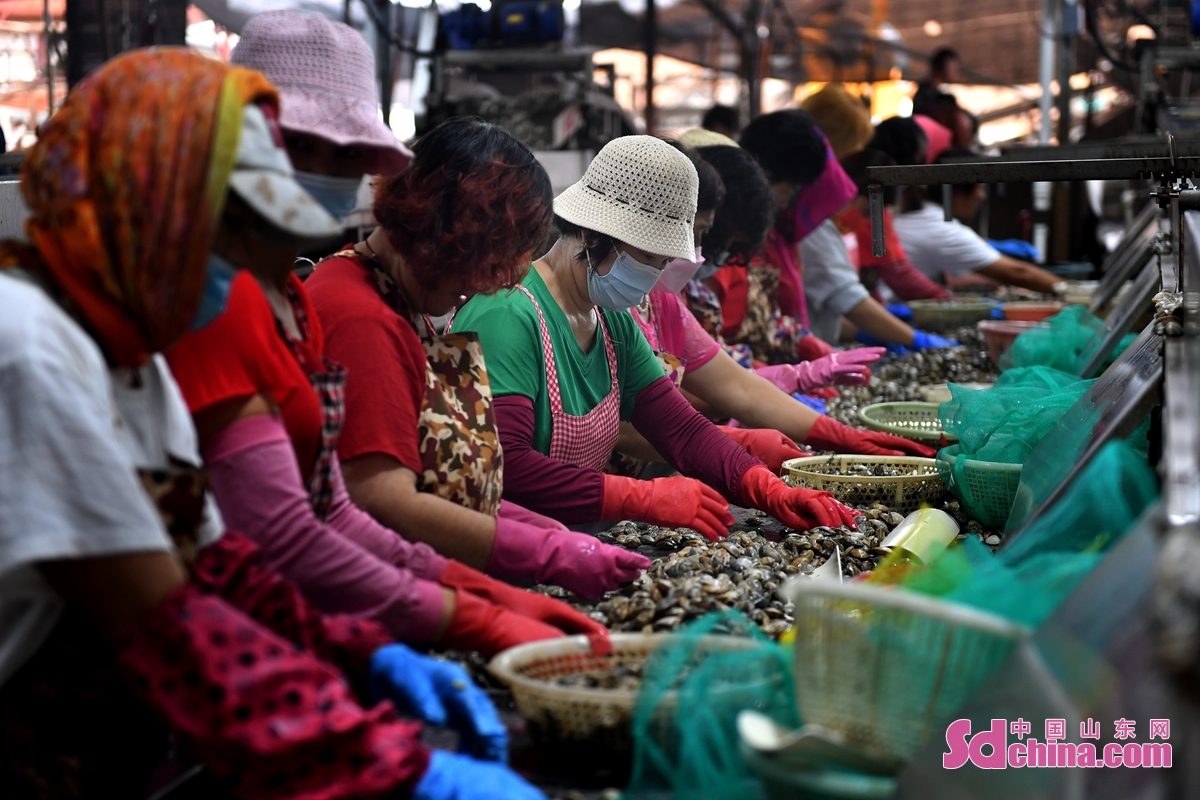 青岛贝类收获季海产加工忙