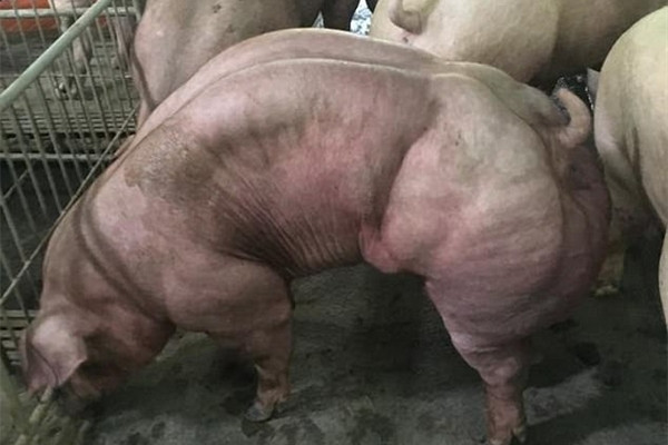 据英国《每日邮报》9月29日报道,柬埔寨一家养殖公司通过对基因的改造