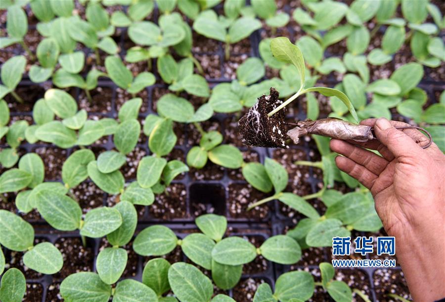 沂南县在扶贫攻坚过程中因地制宜,大力发展越冬瓜菜生产,目前全县