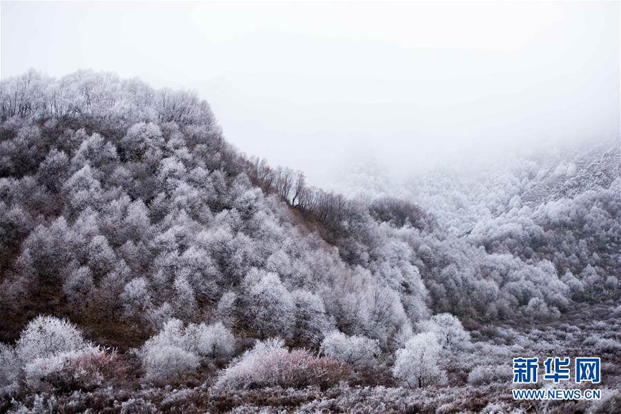 高原林场美景如画