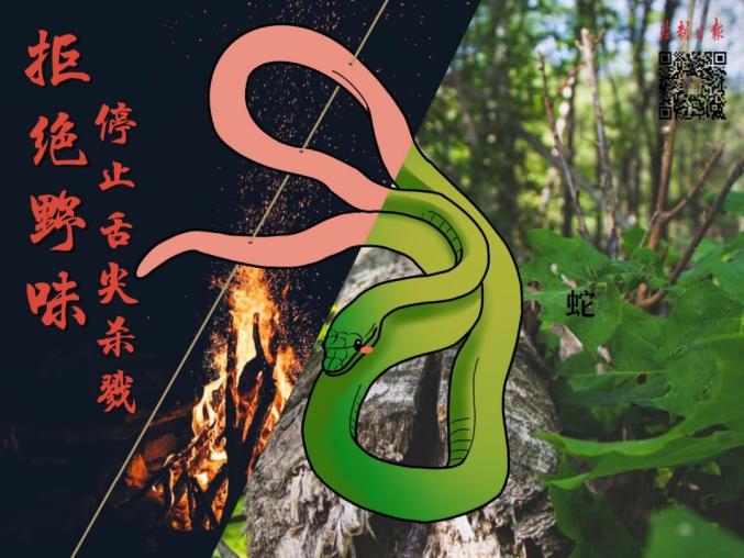 蛇类常遭捕杀用以烹饪和入药但其携带多种体内寄生虫包括舌形虫,曼氏