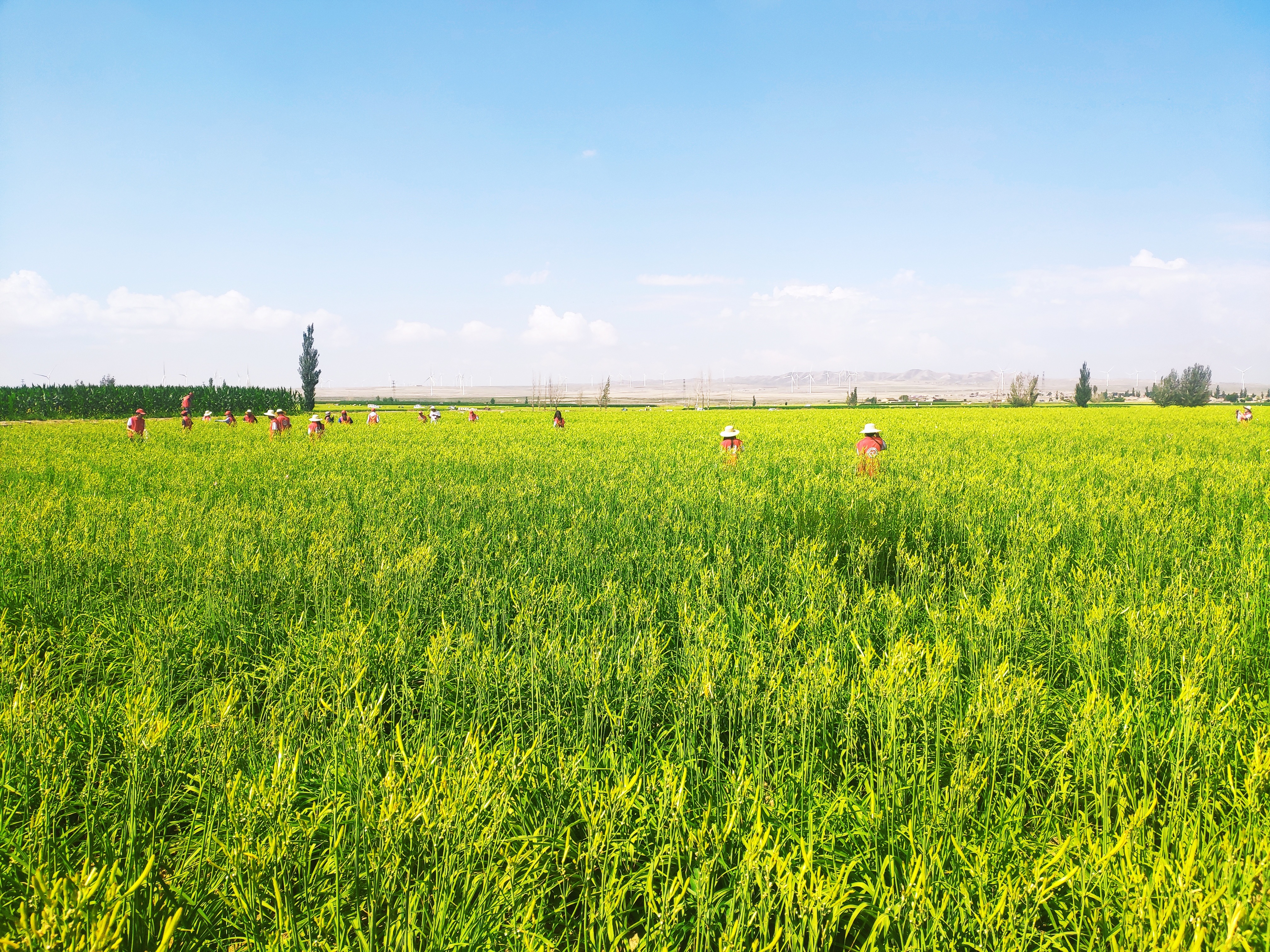吴忠市盐池县大坝村黄花菜标准化种植基地