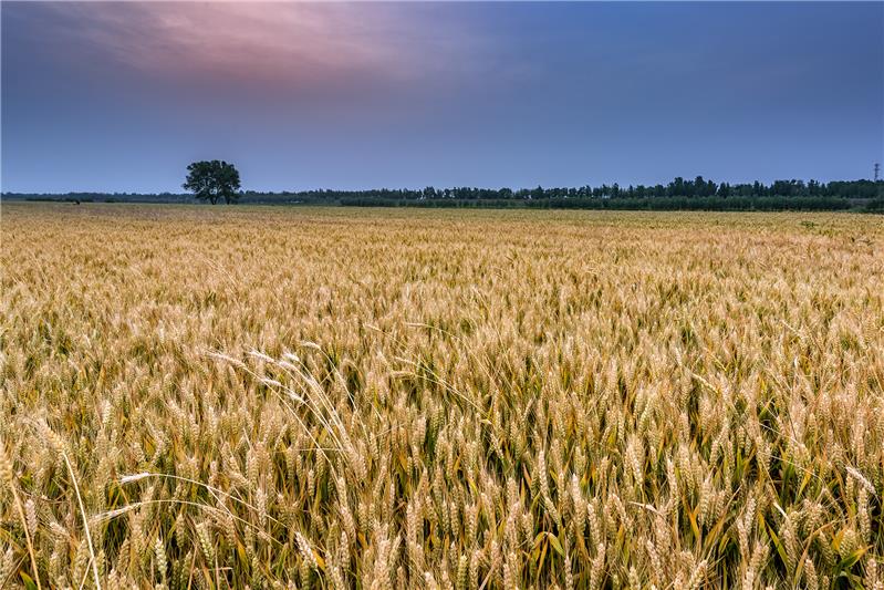 又是一年麦黄时
